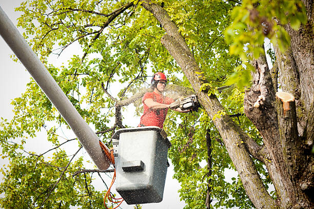 Best Arborist Consultation Services  in North Platte, NE